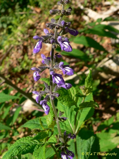 {Salvia urticifolia}